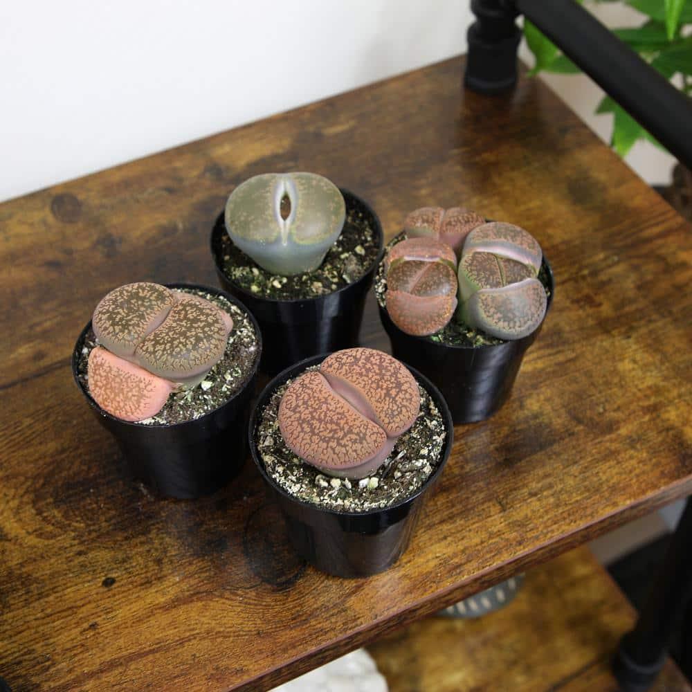 Altman Plants Living Stones Pet-safe Succulents 4-pack (Lithops) in 2.5 in. Grower Pots