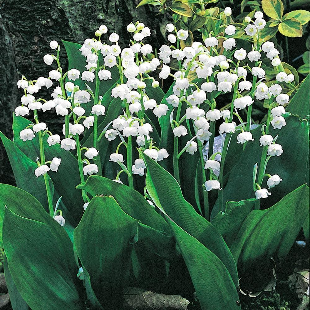 White Flowering Lily of the Valley Convallaria Dormant Bare Root Groundcover Perennial Starter Plant Root, One Plant per Offer