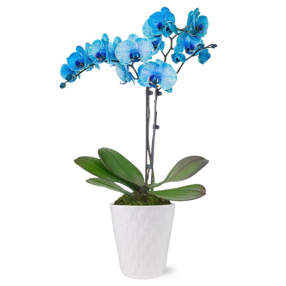 Just Add Ice 16-30" Watercolor Blue Premium Orchid Live Plant in 5" White Ceramic Pot, House Plant