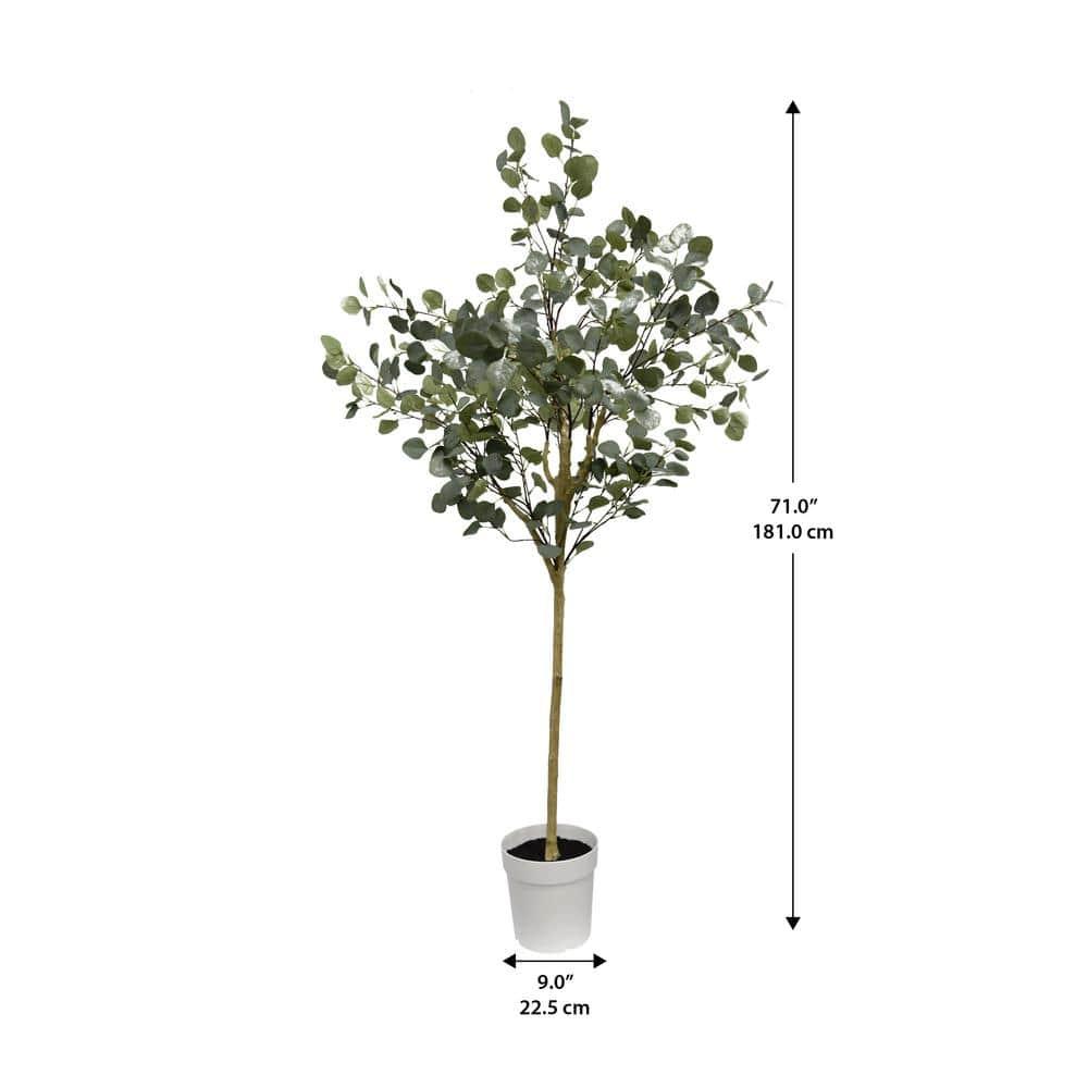Eucalyptus Tree