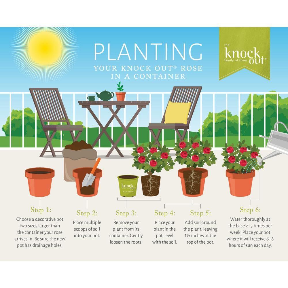 'The Red Double Knock Out® Rose' Live Shrub (1 gallon)