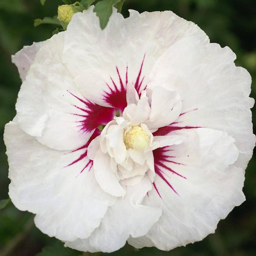 First Editions Hibiscus Bali Live Shrub in 2-Gallon Grower Pot