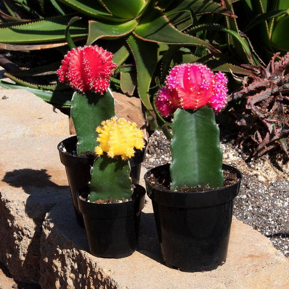 Altman Specialty Plants Live Cactus Plant in Nursery Pot