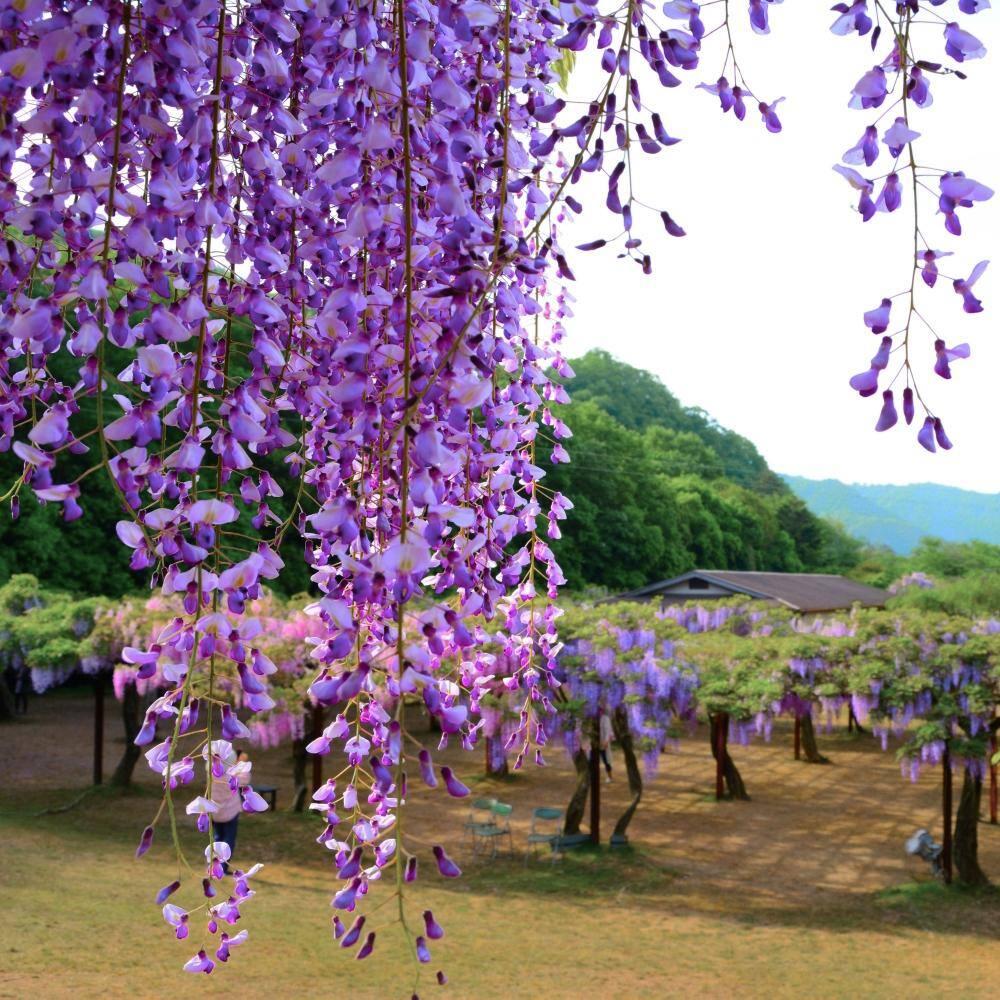 Live Perennial 1 gal Wisteria 'Amethyst Falls' with Full Sunlight