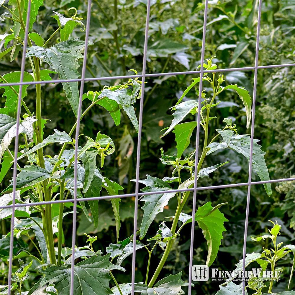 Fencer Wire Fencer Wire 12.5 Gauge Galvanized Welded Fence Wire Roll with Mesh , Multiple Options