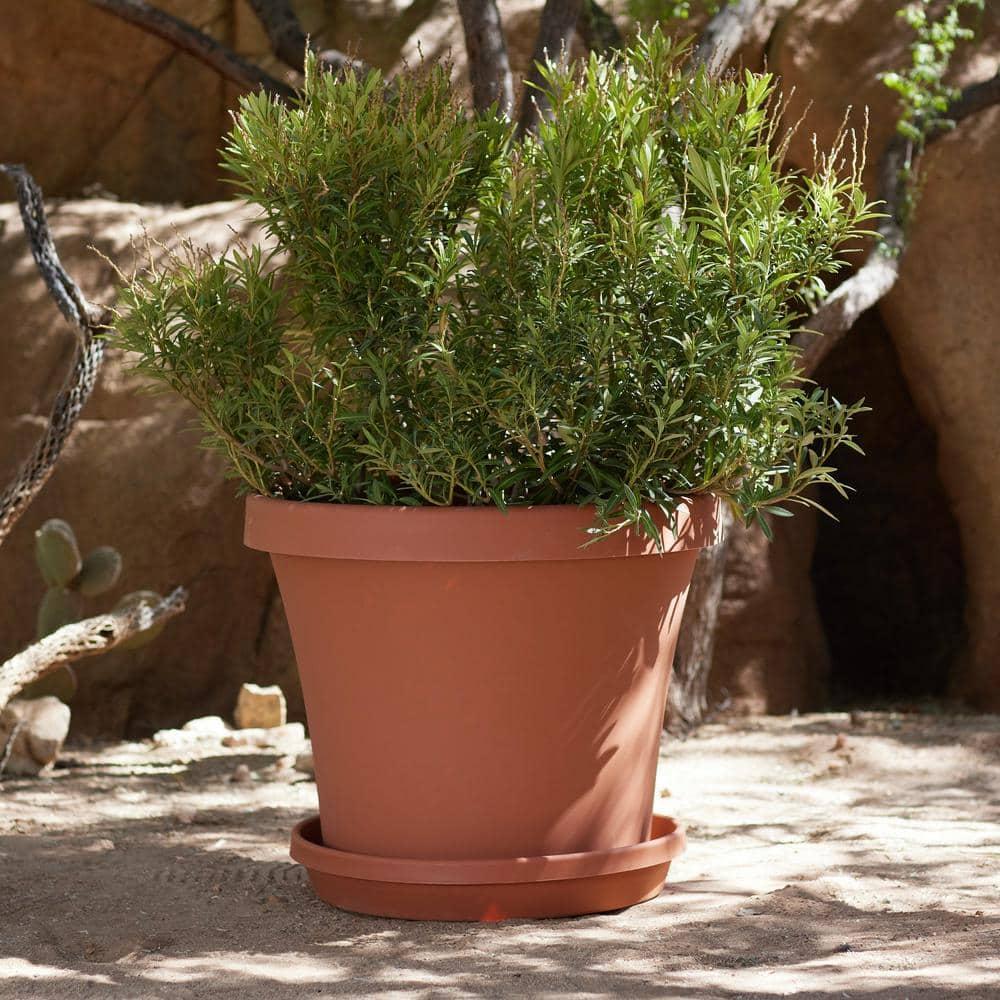 Bloem Terra Pot Planter - 6" - Terra Cotta