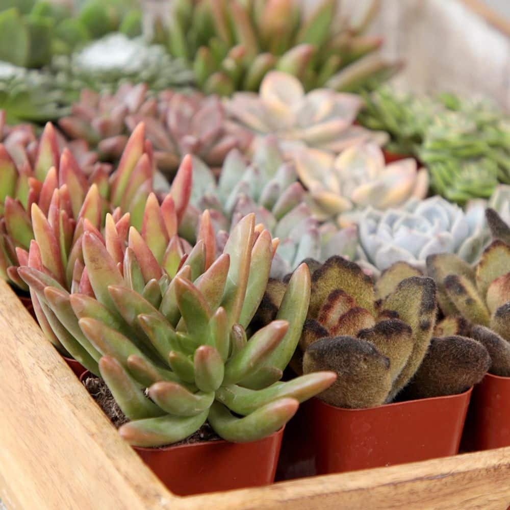 Altman Specialty Plants Live Succulent Plant in Nursery Pot