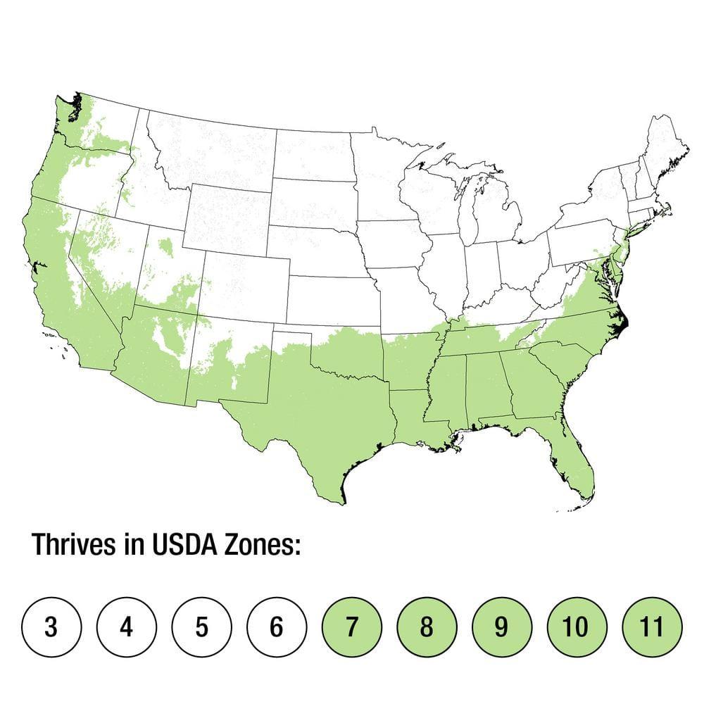 Plants by Mail 2.5 Quart Pampas Grass Live Plant