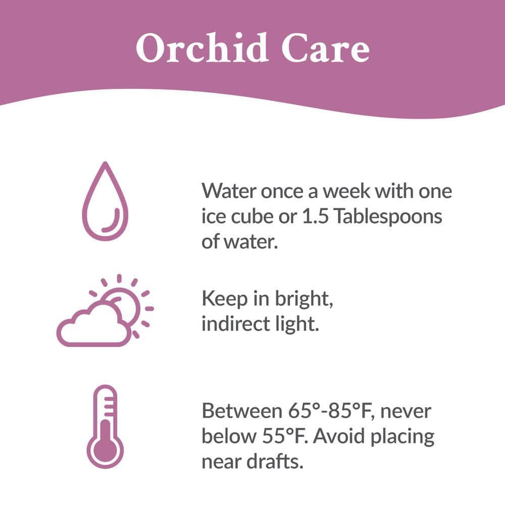 Just Add Ice 6-10" Pink Mini Orchid Live Plant in 2.5" White Ceramic Pot, House Plant