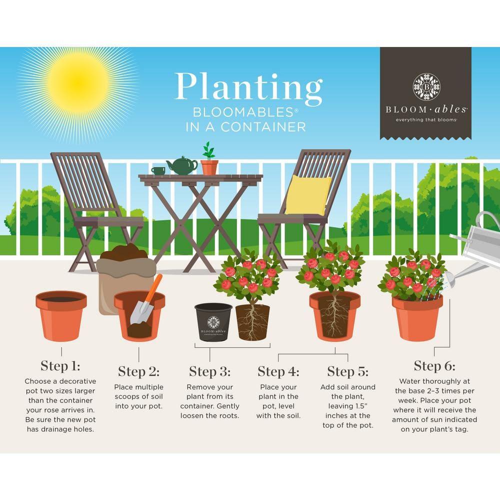 3 Gal. Bloomables Bellini Strawberry Crape Myrtle Shrub with Red Flowers