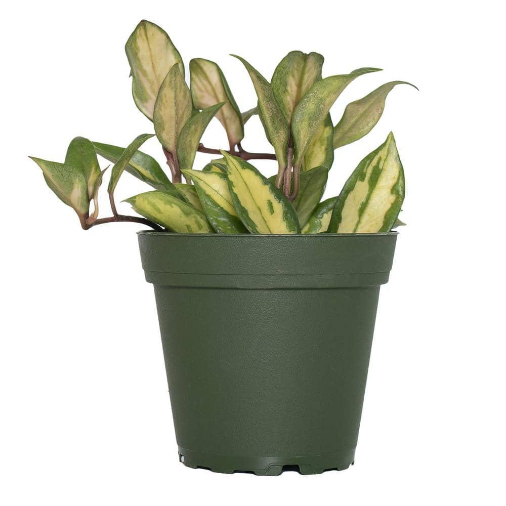 Cream Ceramic 10" Indoor Hoya Carnosa Planter