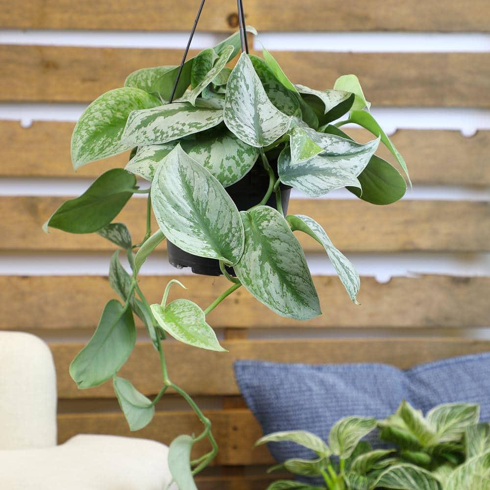6 in. Satin Pothos Hanging Basket (Scindapsus Pictus)