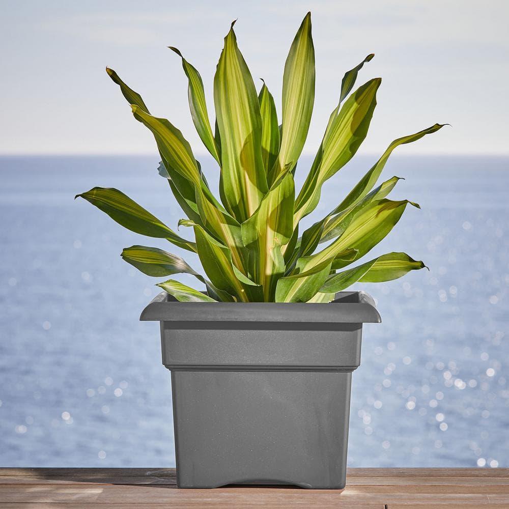 Bloem Veranda Square Deck Box Planter: 18" - Charcoal - Matte Finish, Weatherproof Plastic, Optional Drainage Holes, for Indoor and Outdoor Use, Gardening, 9 Gallon Capacity