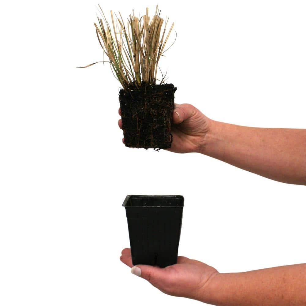 Van Zyverden Ornamental Grass Dwarf Maiden Grass 1 Dormant Potted Plant Pink Partial Sun Ornamental/Decorative 1 lb