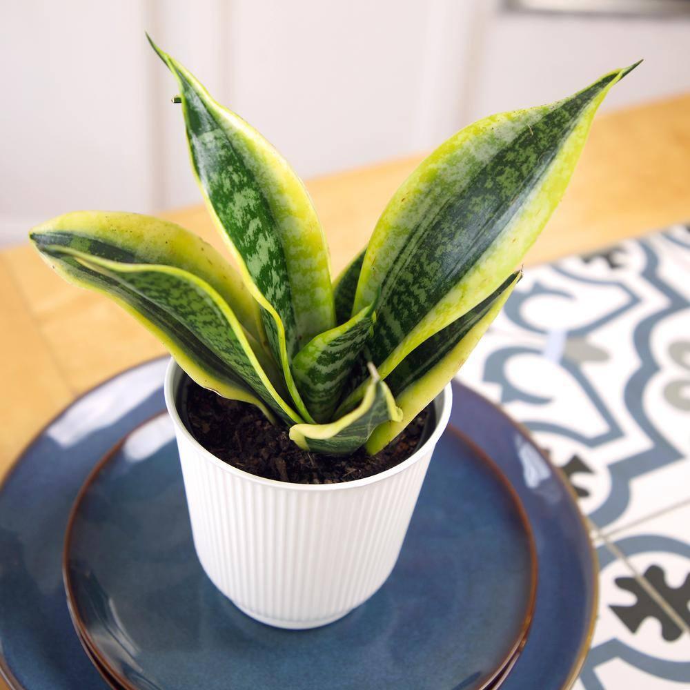 Superba Snake Plant, Clean Air Houseplant | 4.25 in Decor Pot; Full Sun | Element by Altman Plants