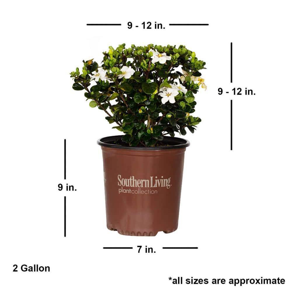 Southern Living Gardenia Diamond Spire Live Shrub in 2-Gallon Grower Pot
