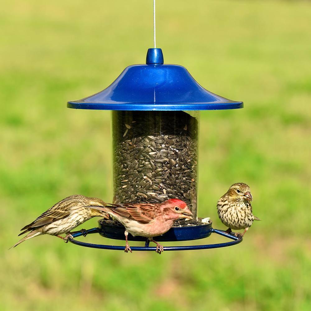 Perky-Pet Wild Bird 2 lb Metal/Plastic Panorama Bird Feeder 1 ports (Case of 2)