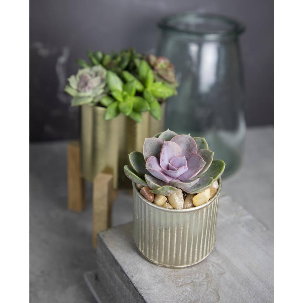 Altman Specialty Plants Live Succulent Plant in Nursery Pot