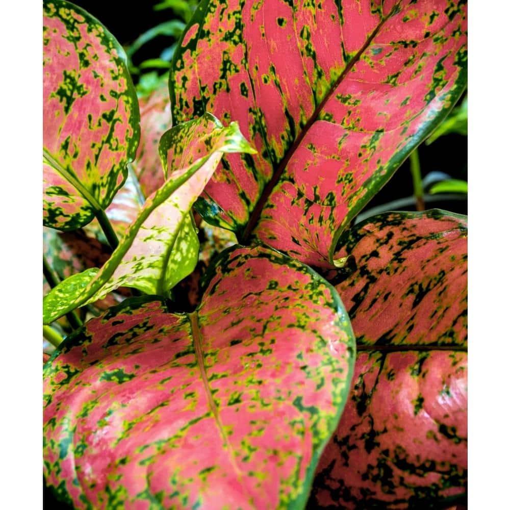 6 in. Aglaonema Red Wishes Plant