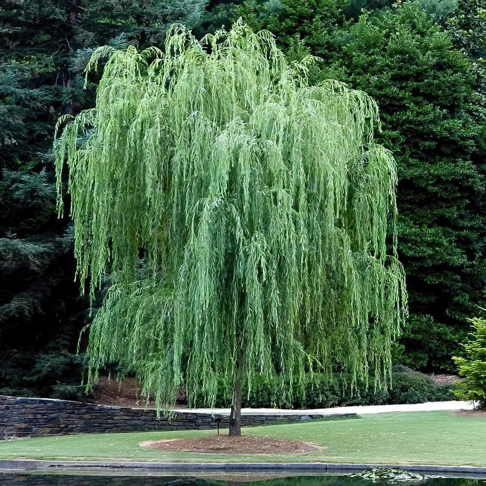 2.25 Gallon Weeping Willow Tree with Yellow Blossoms