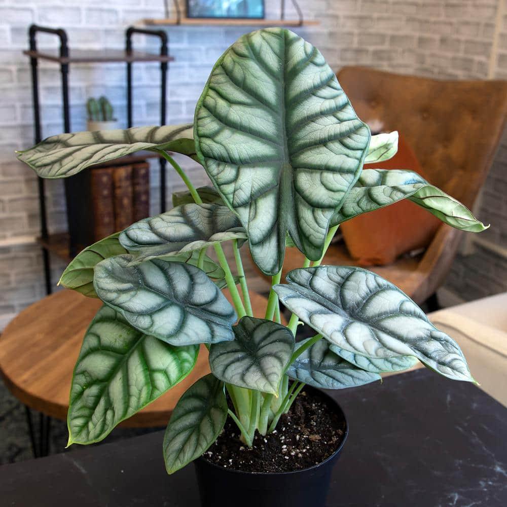 Silver Dragon Alocasia, Unique Houseplant | 6in. Grow Pot; Filtered Light | Element by Altman Plants
