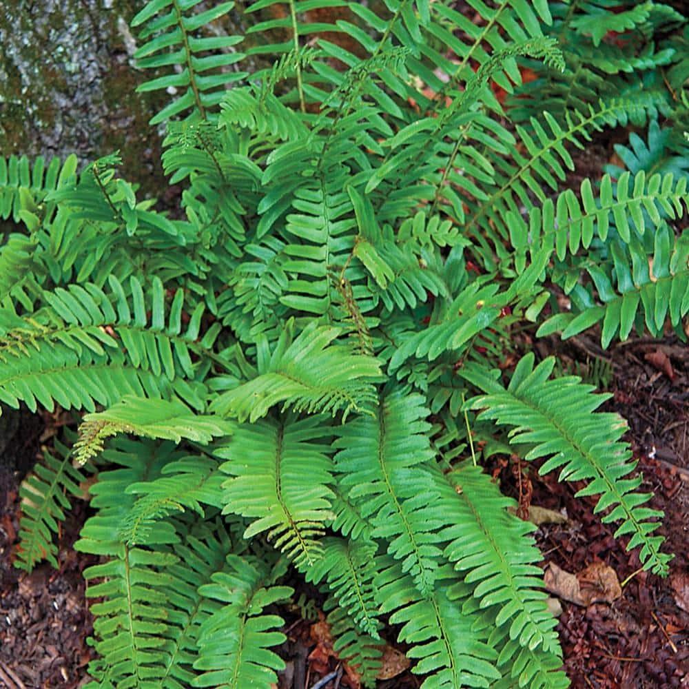 Christmas Fern Dormant Bare Root Perennial Roots (5-Pack)