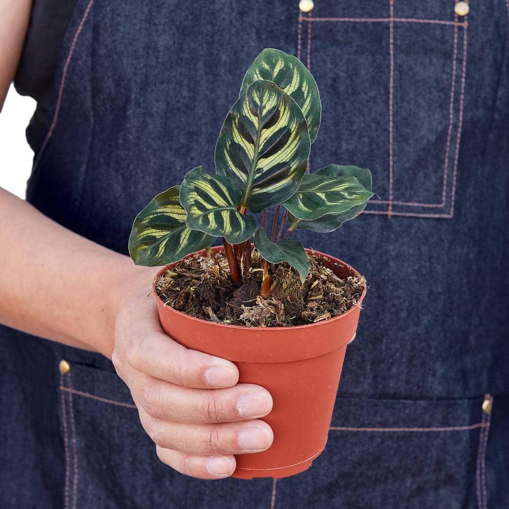 House Plant Shop House Plant Shop Live Foliage Plant