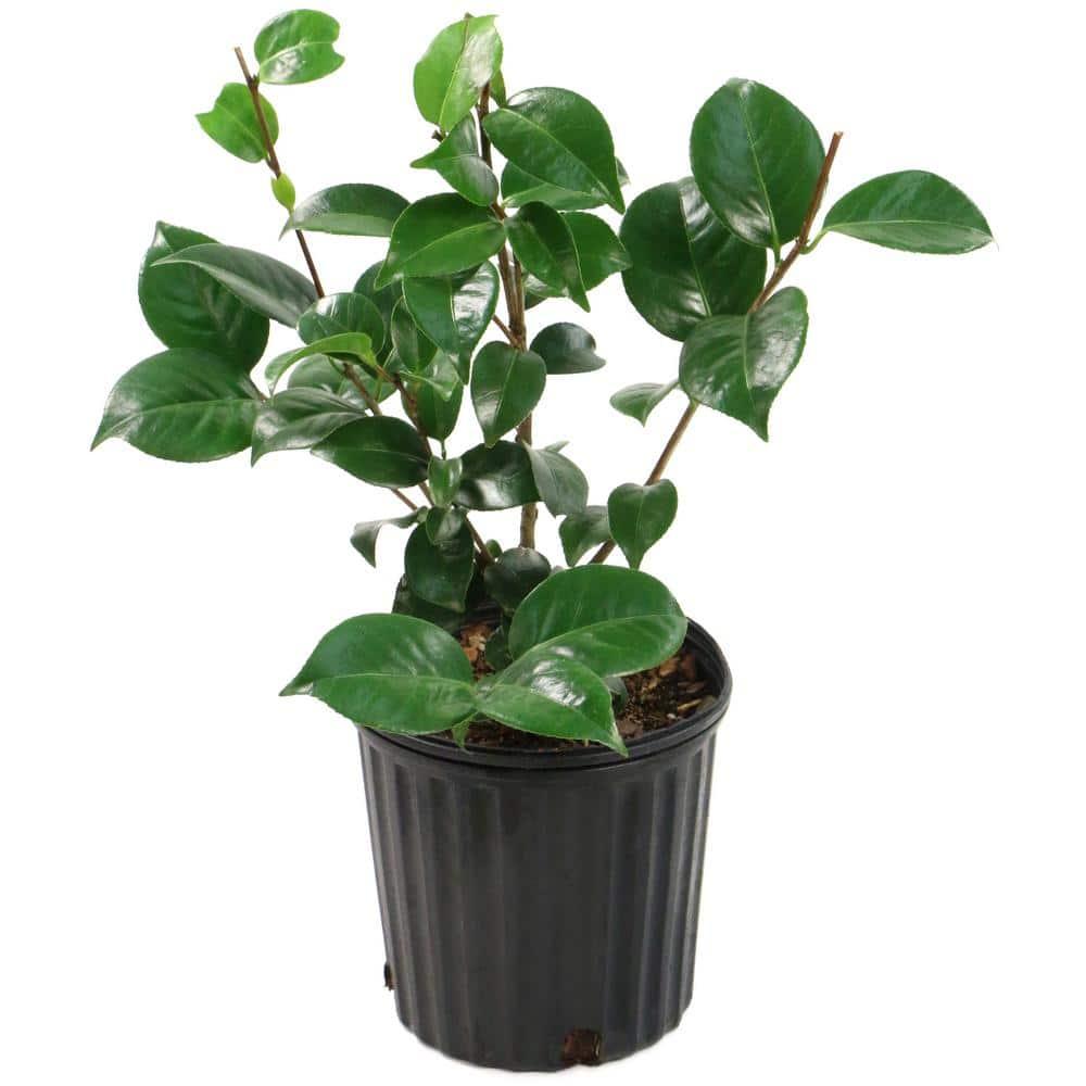 2.5 Qt. Professor Sargent Camellia Japonica Plant with Red Blooms