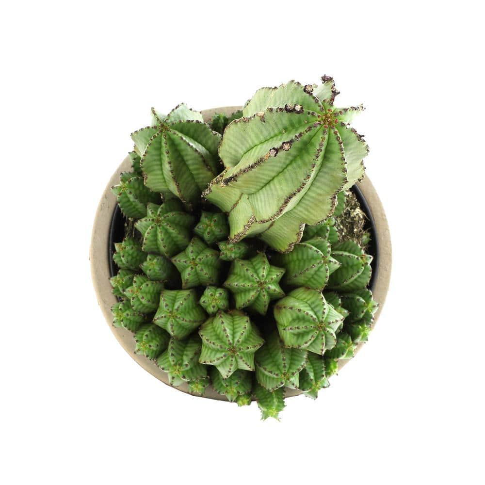 Altman Plants Tanzanian Zipper Plant, Euphorbia Cactus | 6in Décor Pot, Filtered Sun, Exotic Plant