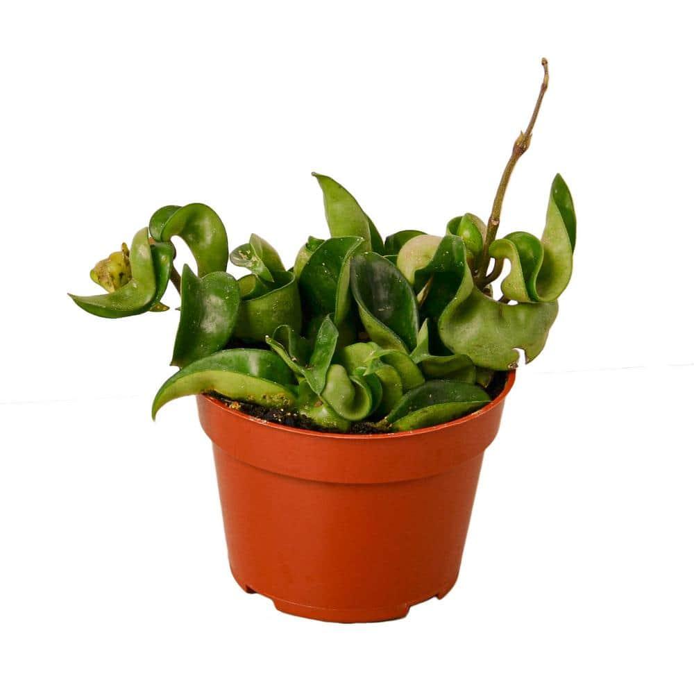 House Plant Shop House Plant Shop Live Foliage Plant