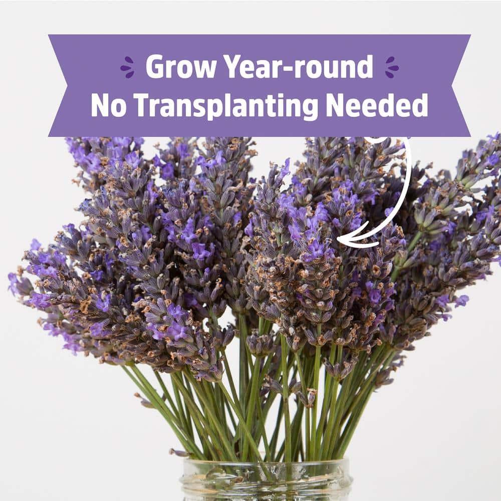 Back to the Roots Organic Lavender Grow Kit