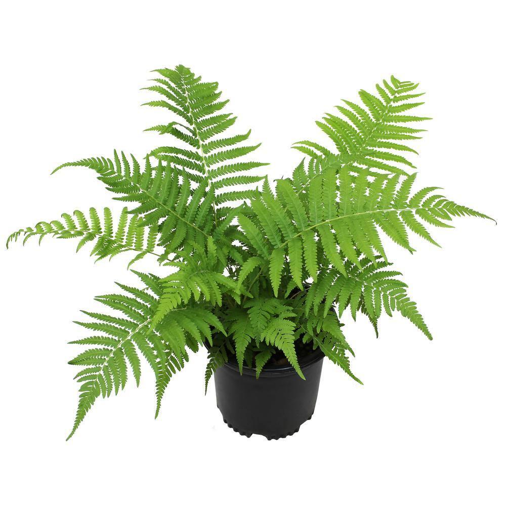 Altman Plants 1Gal Southern Wood Fern Live Plant