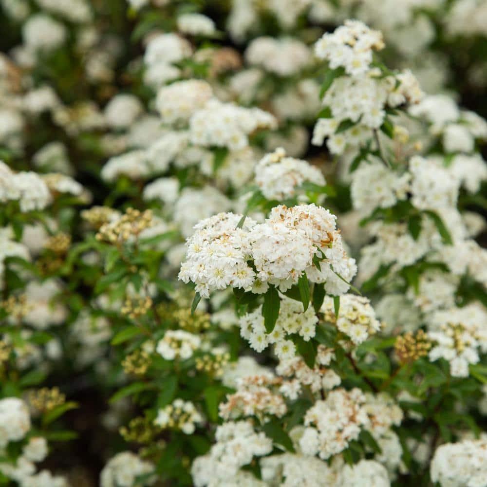 Reeves Bridal Wreath Spirea (2.5 Quart) White Blooming Deciduous Shrub - Full Sun Live Outdoor Plant