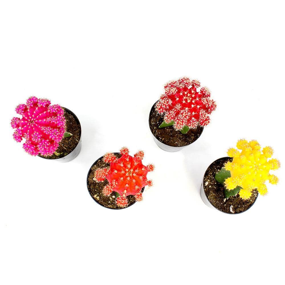 Altman Specialty Plants Live Cactus Plant in Nursery Pot