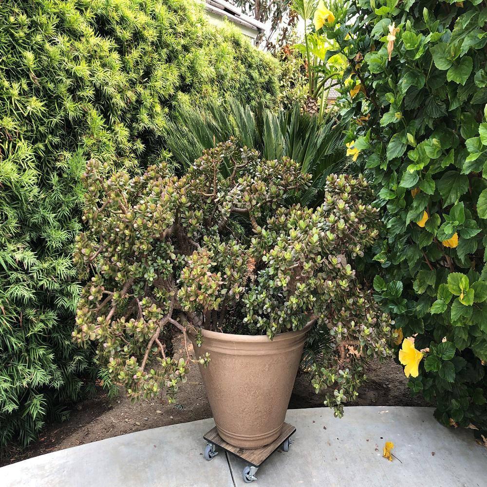 Foreman Plant Caddy Square 12 inch Heavy Duty 300 Lbs Capacity Flower Pot Holder Rack Planter Stand Premium HPL Plastic Wood Grain with Metal Lockable Caster Wheels Outdoor Indoor Dolly Cart, Amaretto