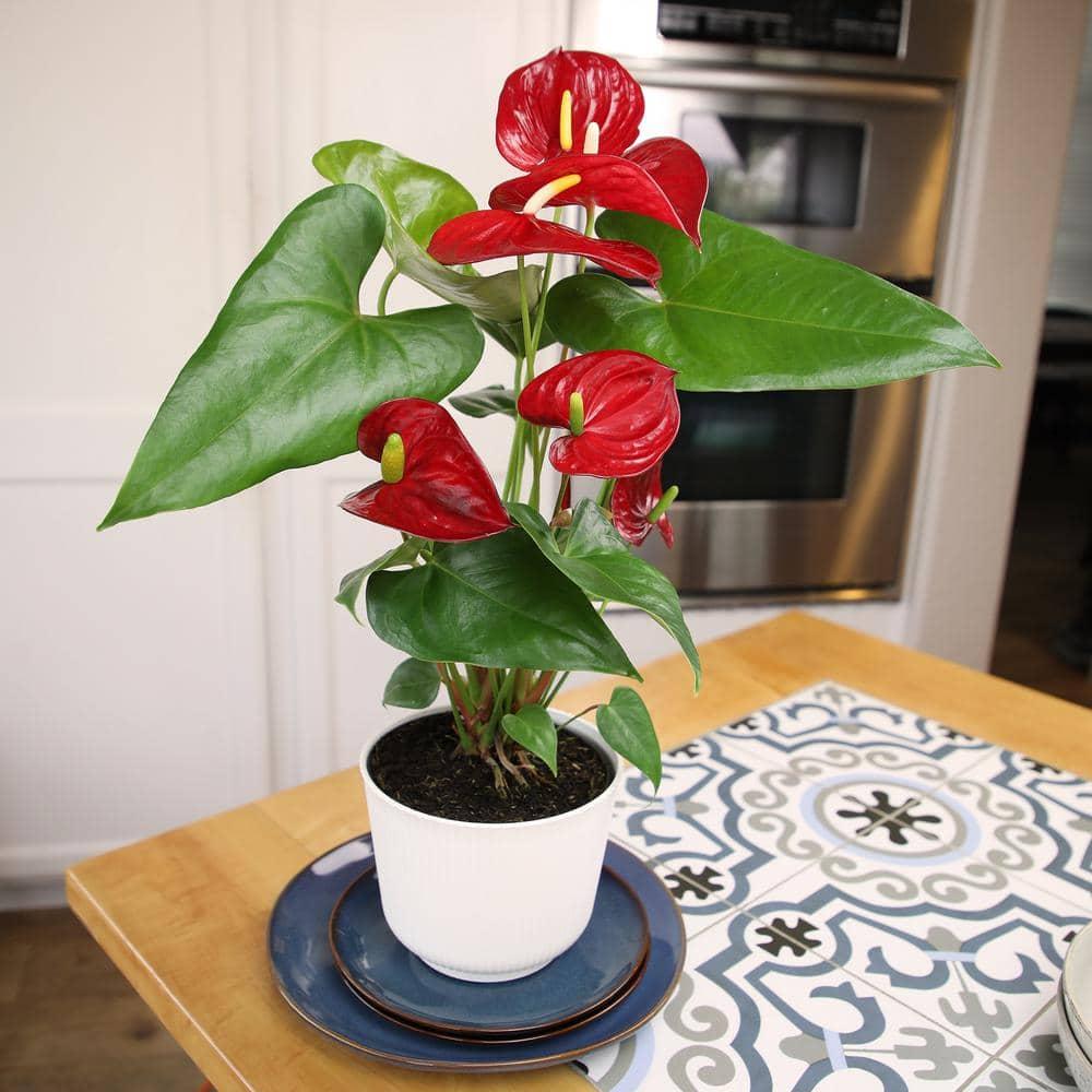 Planta de Interior con Flor de Flamenco Anthurium Roja / Maceta Decorativa de 6 Pulgadas; Luz / Elemento Indirecta de Altman Plants
