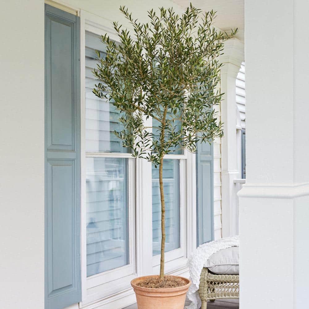 Brighter Blooms Arbequina Olive Tree - Grow Your Own Delicious Olives - Cannot Ship to AZ - 3-4 ft.
