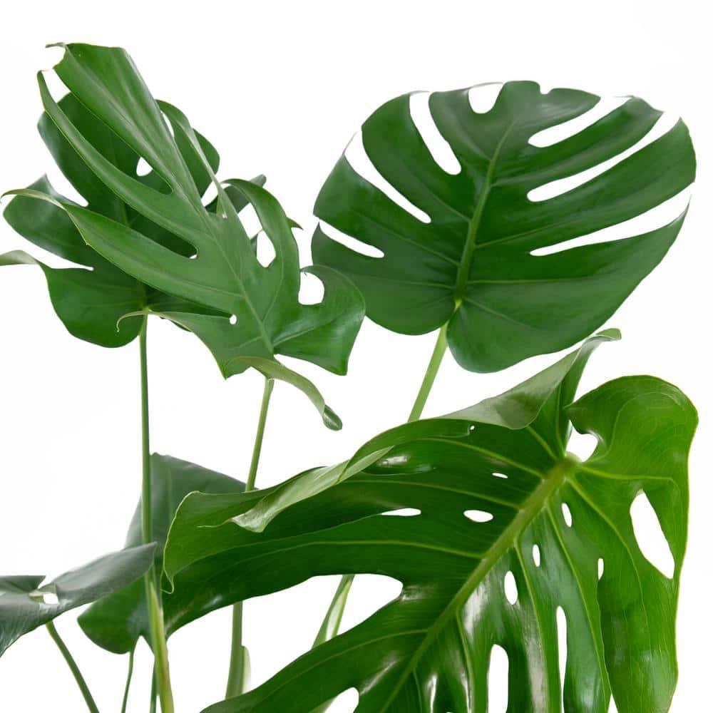 10" Monstera Swiss Cheese Plant - National Plant Network
