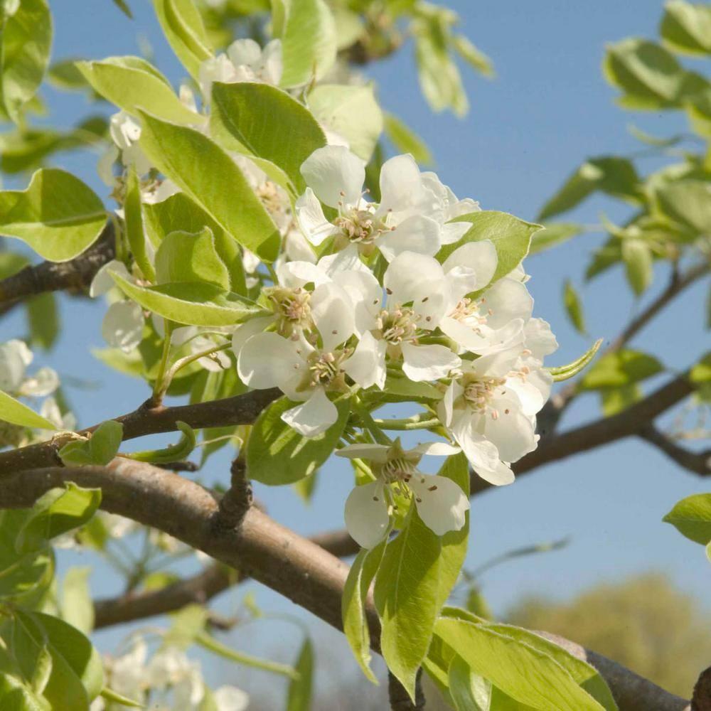 Ambrosia Semi-Dwarf Pear Tree with Golden-Brown Fruit