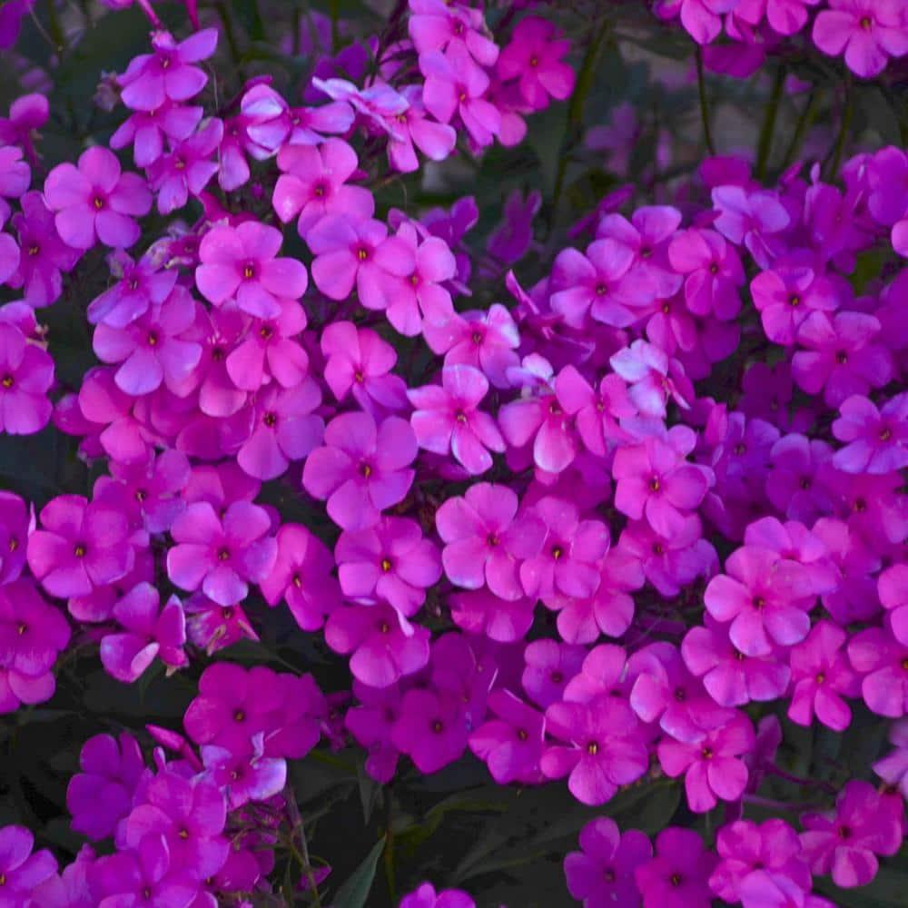 Spring Hill Nurseries Cloudburst Lavender Purple Phlox Dormant Bare Root Starter Plant