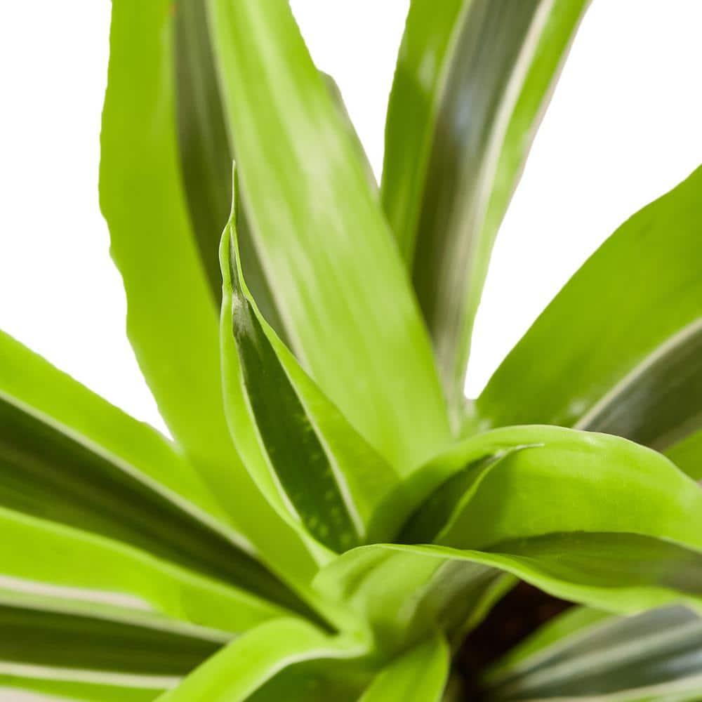 House Plant Shop House Plant Shop Live Dracaena Plant