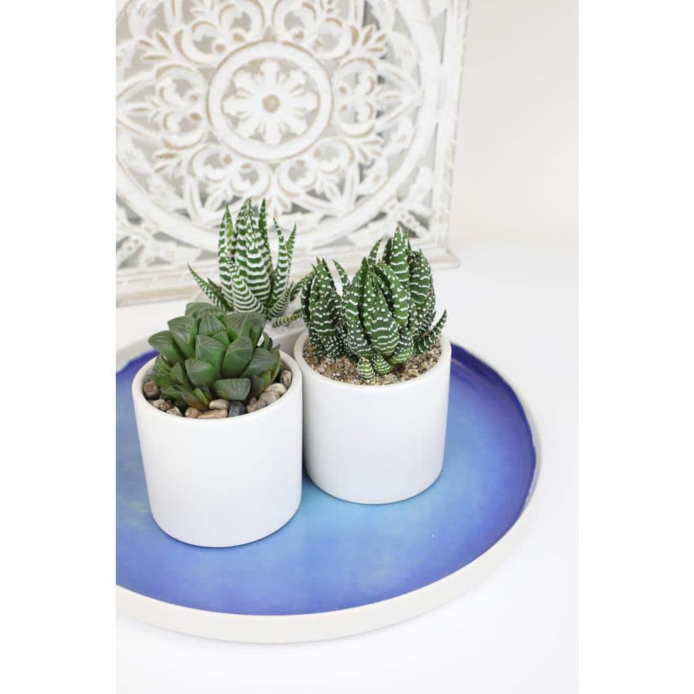 Altman Specialty Plants Live Succulent Plant in Ceramic Decorative Vase