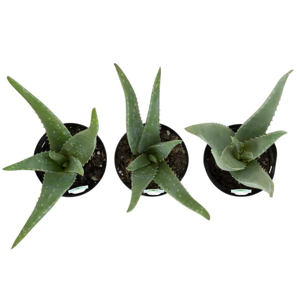 Element by Altman Plants Aloe Vera Succulent 3PK - Live House Plants - 3.5 in Grower Pot
