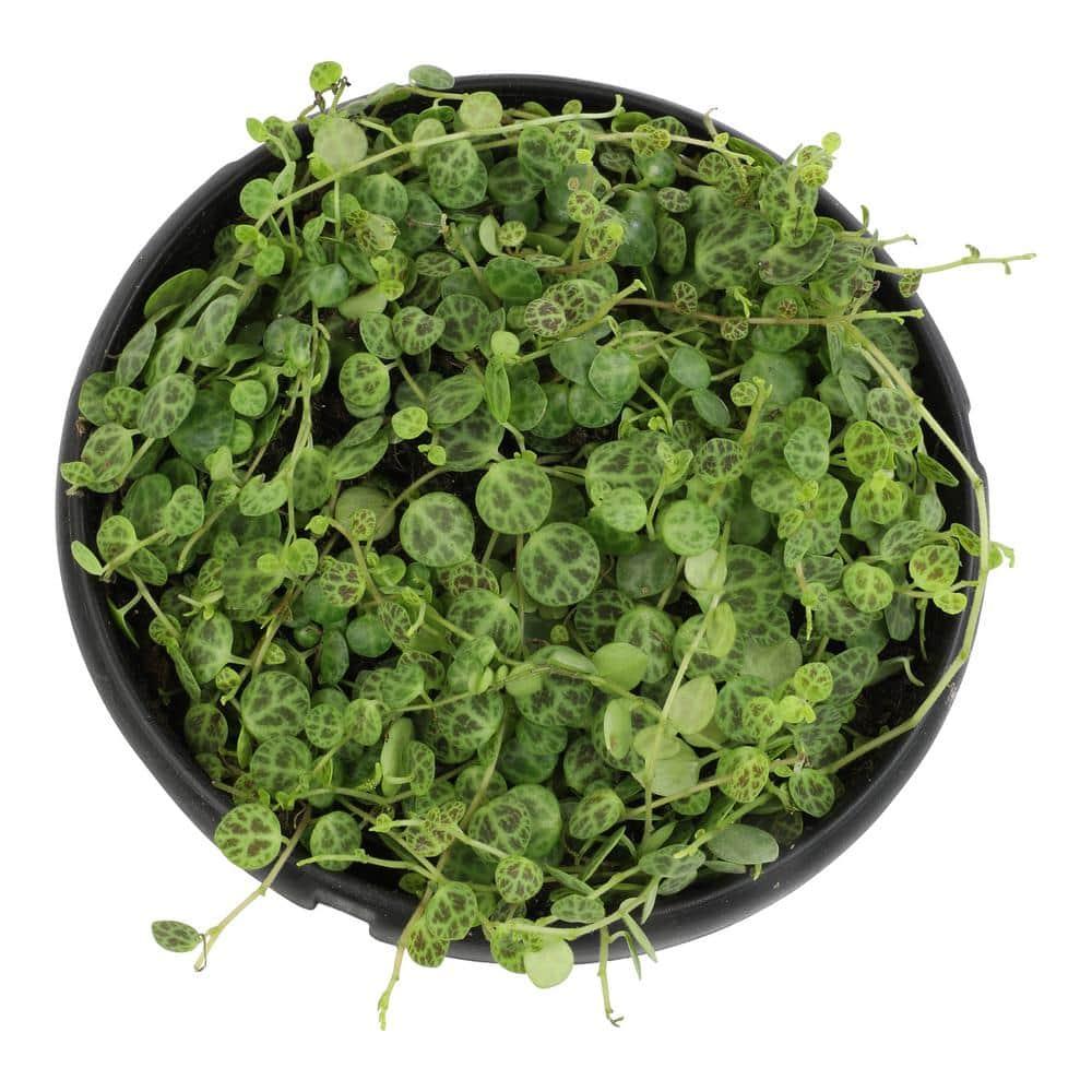 String of Turtles Peperomia, Pet Friendly | 6" Hanging Pot | Full Sun | Element by Altman Plants