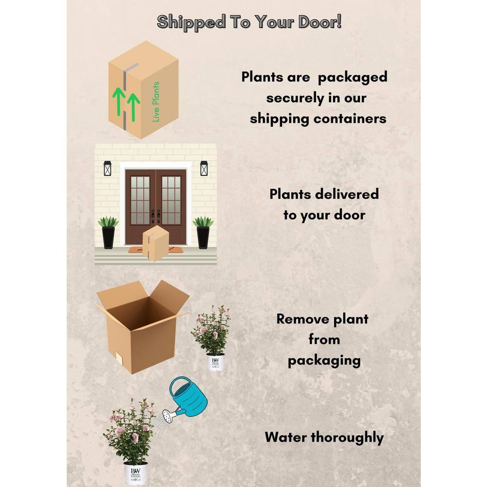 2 Gallon Proven Winners Hibiscus Sugar Tip Shrub