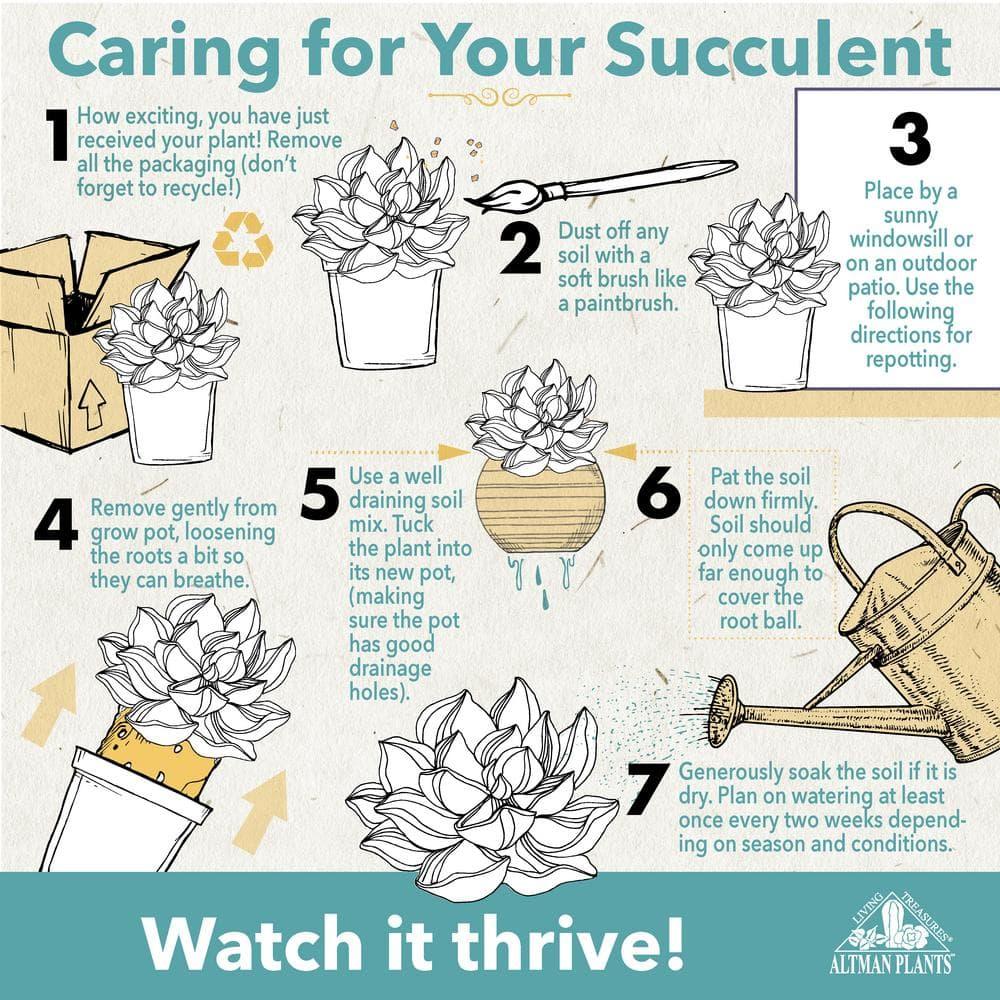 Altman Plants Tanzanian Zipper Plant, Euphorbia Cactus | 6in Décor Pot, Filtered Sun, Exotic Plant