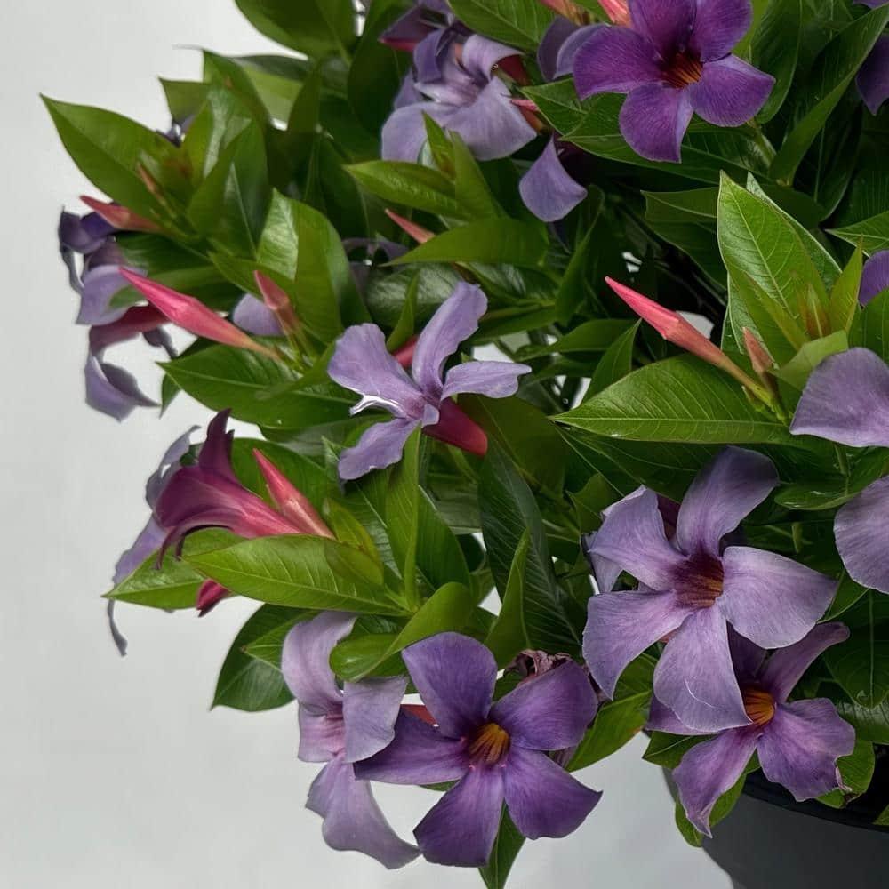 Blue Mandevilla Bluephoria Summer 4-inch Pot 3-Pack