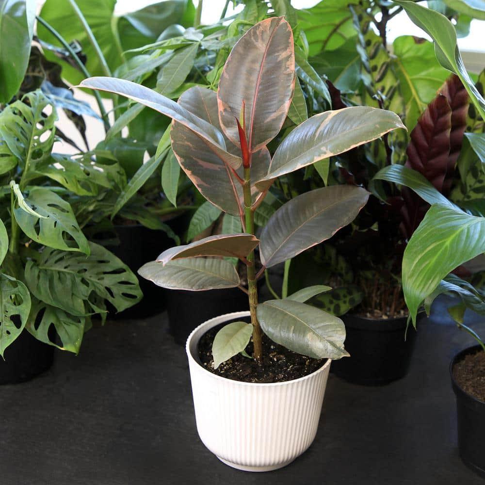 Variegated Ficus Ruby Rubber Tree Plant | 6in Decor Pot; Indirect Light | Element by Altman Plants
