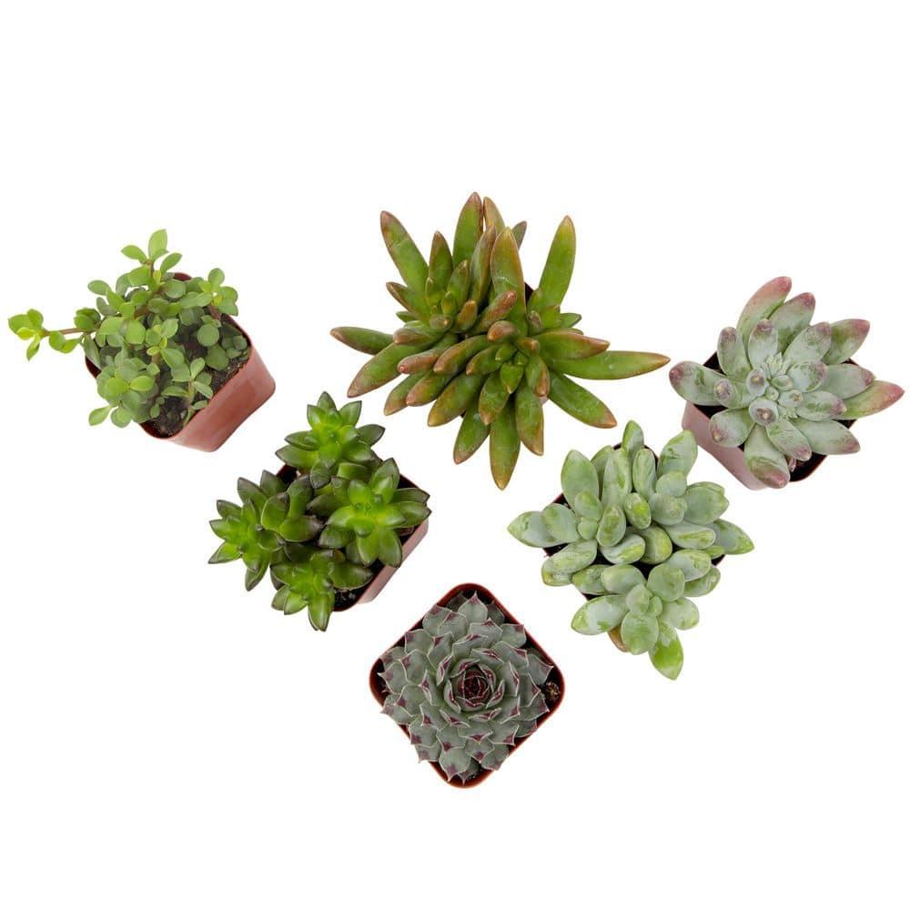 Altman Specialty Plants Live Succulent Plant in Nursery Pot