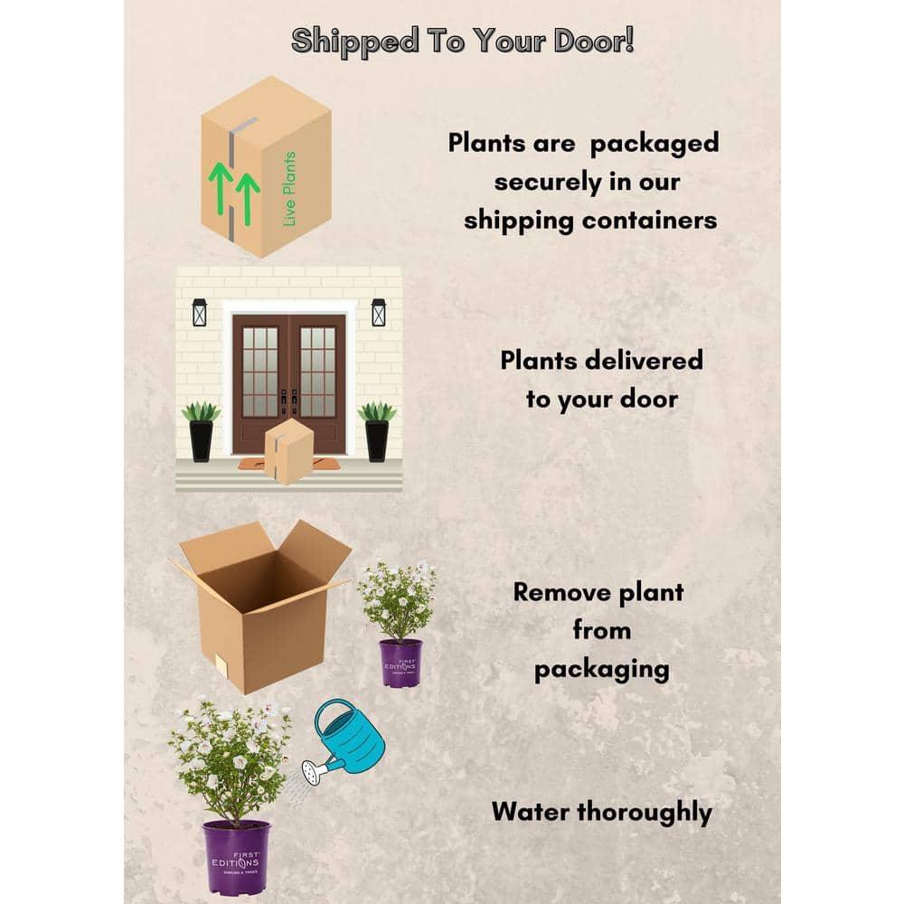 First Editions Hibiscus Bali Live Shrub in 2-Gallon Grower Pot